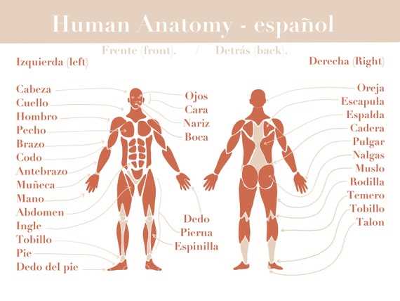 body parts in spanish diagram