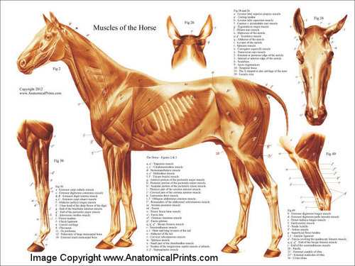 diagram of parts of a horse