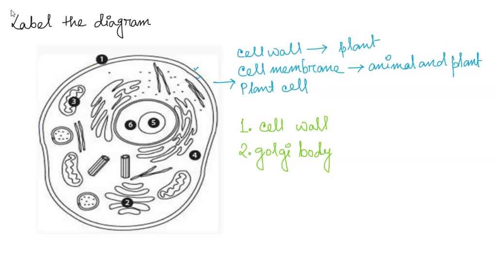 label the two cell parts on the diagram below
