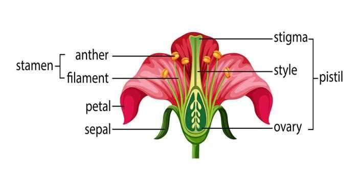 labeled flower parts diagram labeled flower parts diagram