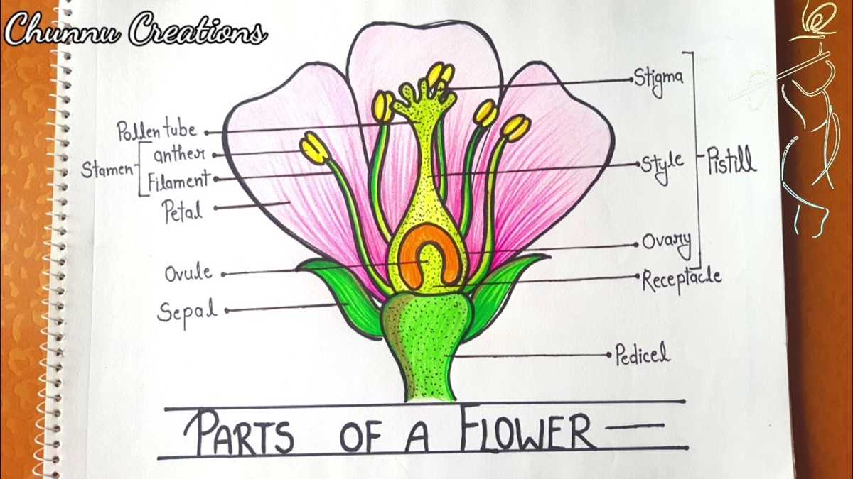labeled flower parts diagram labeled flower parts diagram