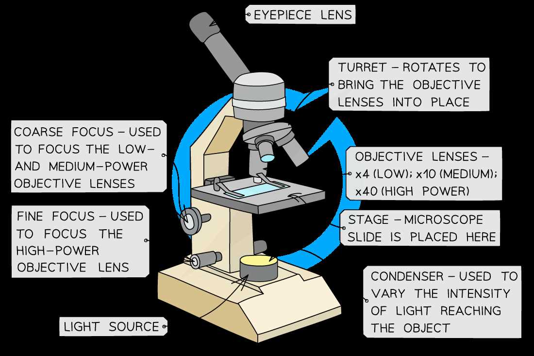 microscope parts diagram