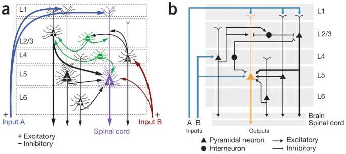 neural circuit diagram