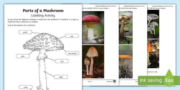 parts of a mushroom diagram