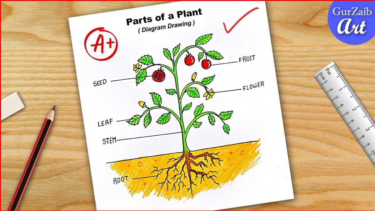 plant part diagram plant part diagram
