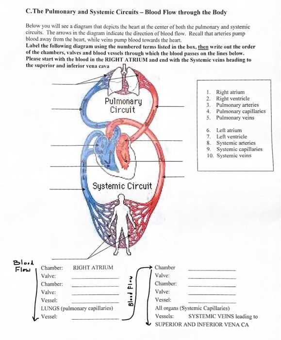 pulmonary and systemic circuit diagram