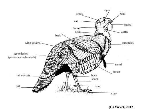 turkey parts diagram