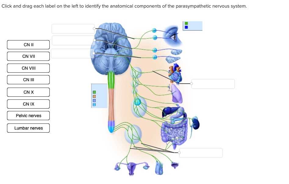 use the diagram to match the parts of the nerve.