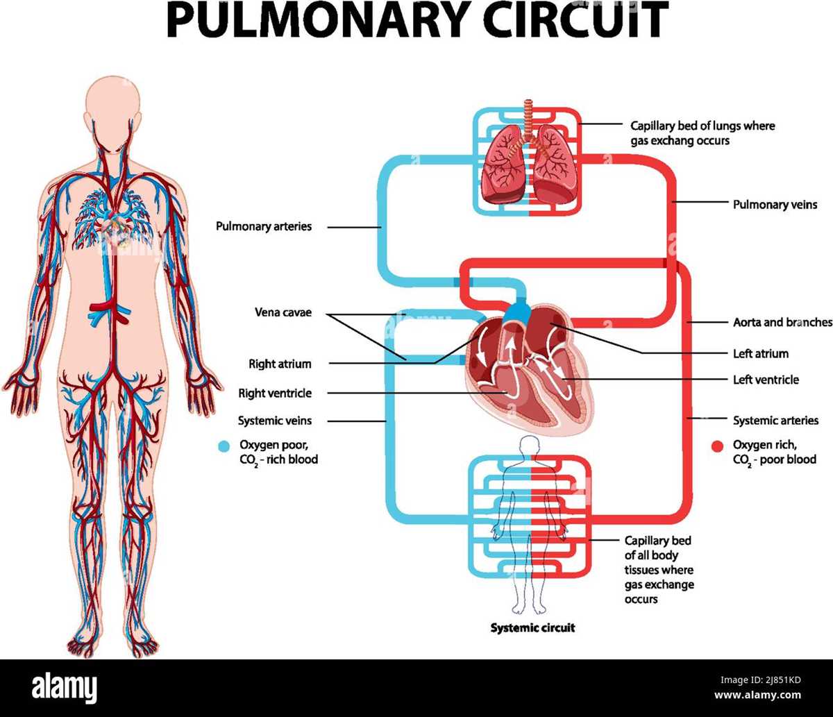 pulmonary and systemic circuit diagram