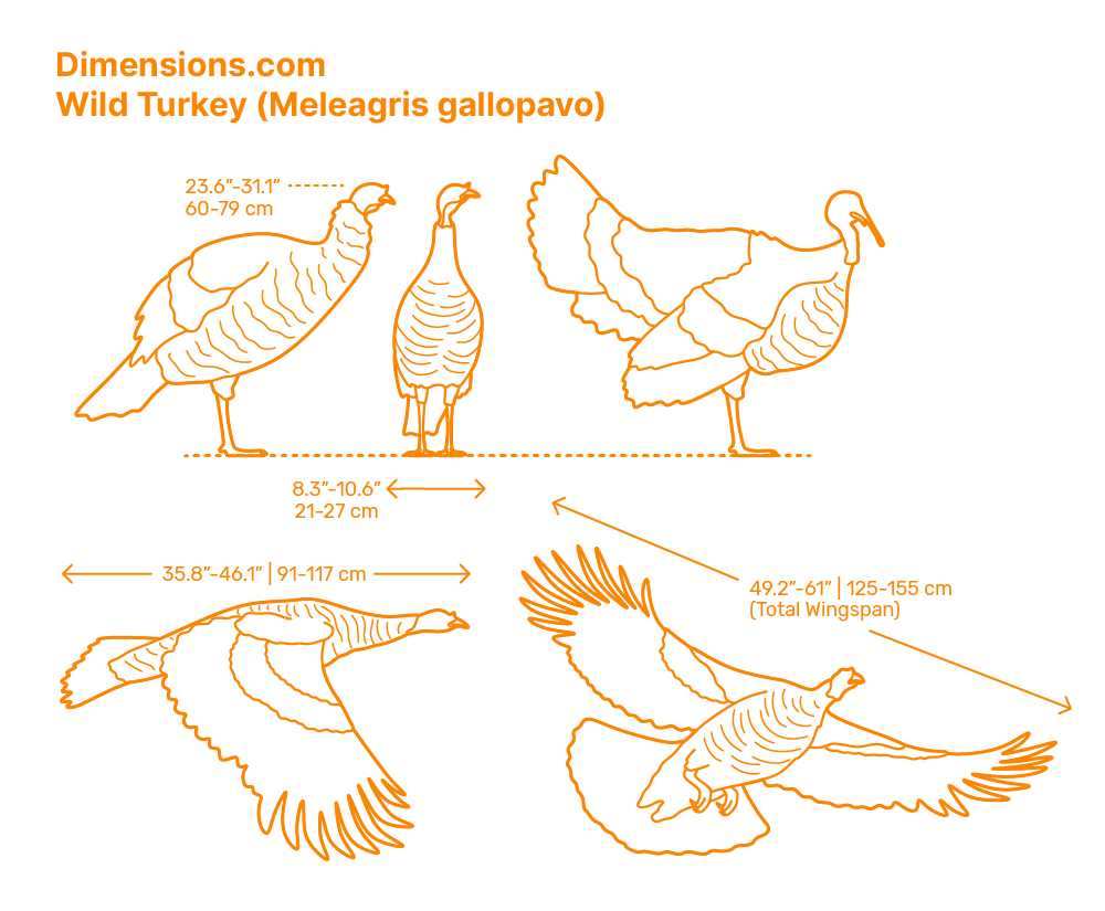 turkey parts diagram