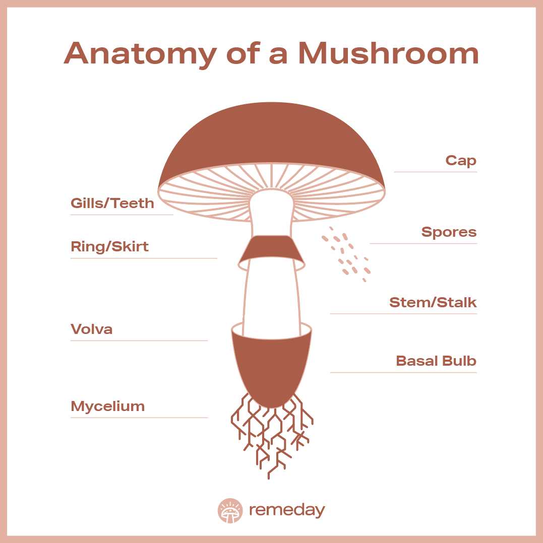 parts of a mushroom diagram