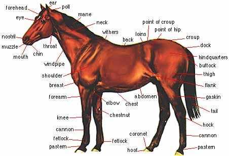 diagram of parts of a horse