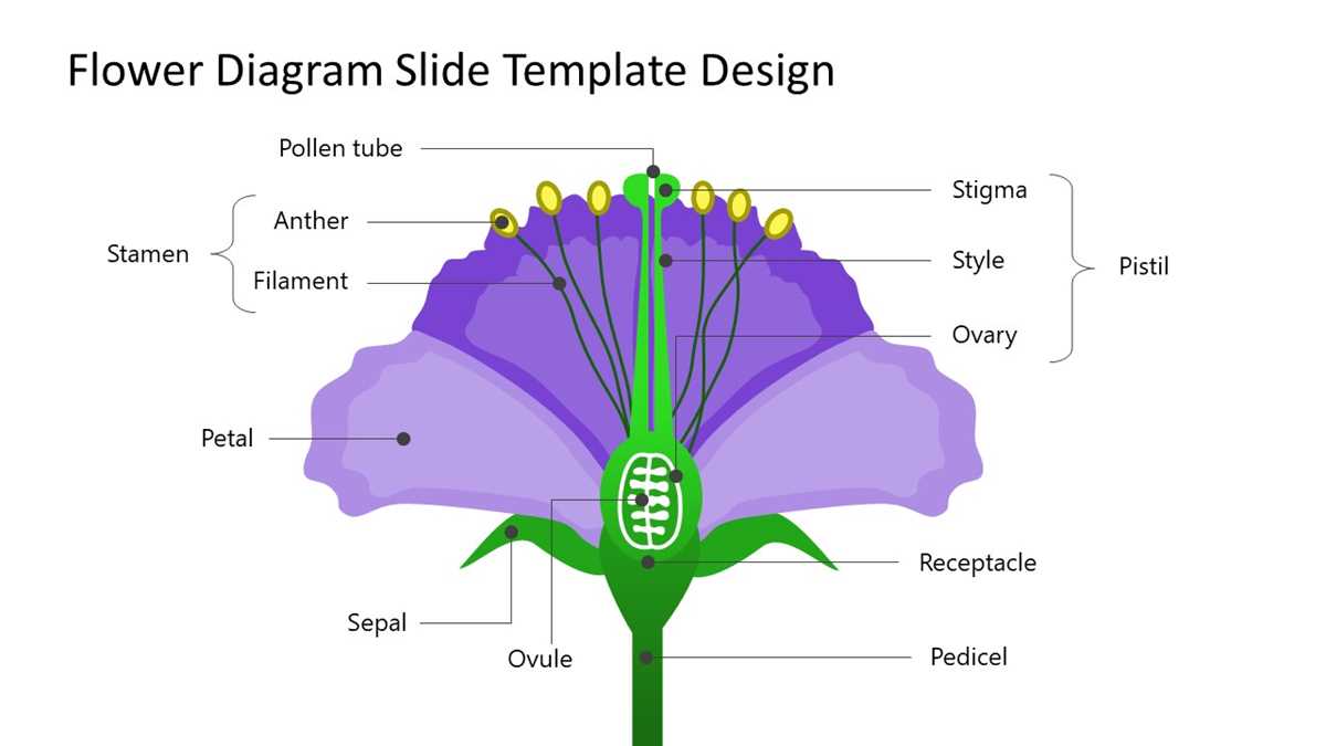 labeled flower parts diagram labeled flower parts diagram