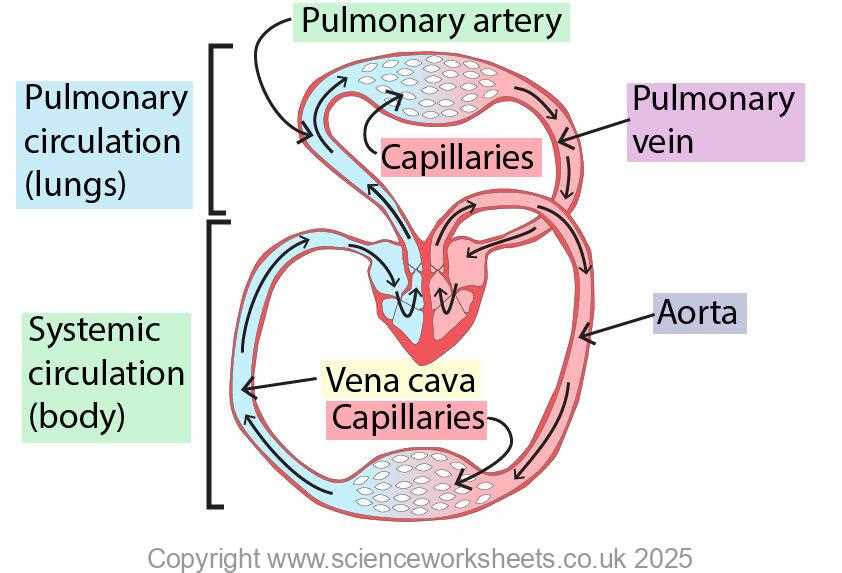 pulmonary and systemic circuit diagram