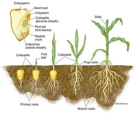 corn plant parts diagram