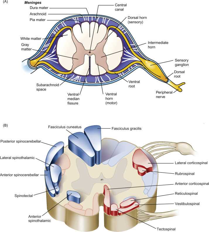 use the diagram to match the parts of the nerve.