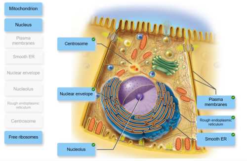 label the two cell parts on the diagram below