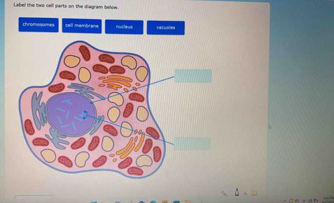 label the two cell parts on the diagram below