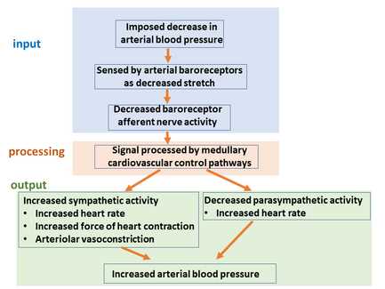 neural circuit diagram