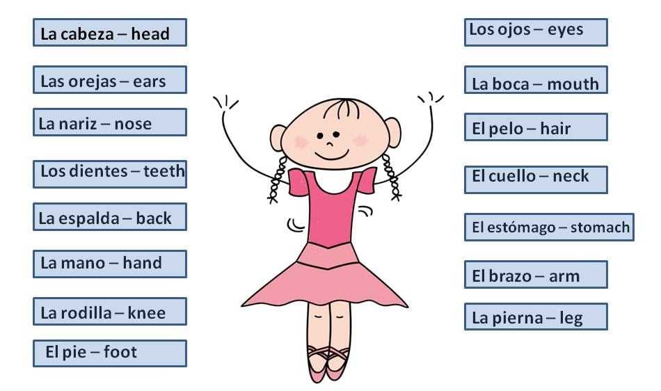 body parts in spanish diagram
