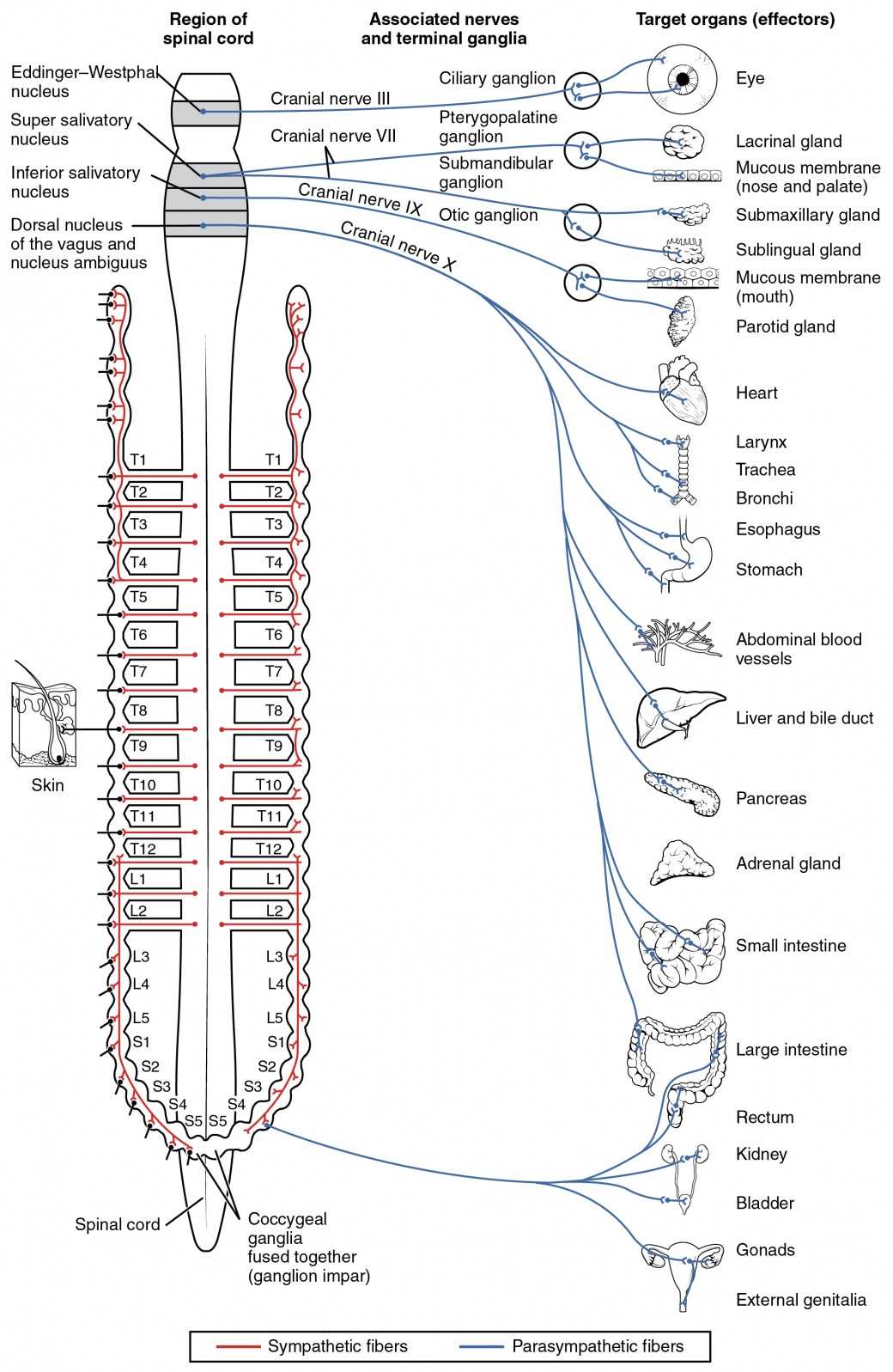 use the diagram to match the parts of the nerve