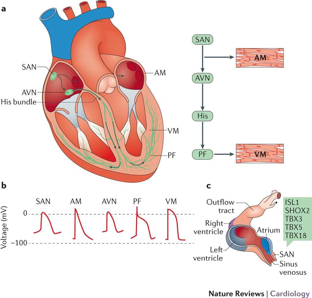 pacemaker circuit diagram