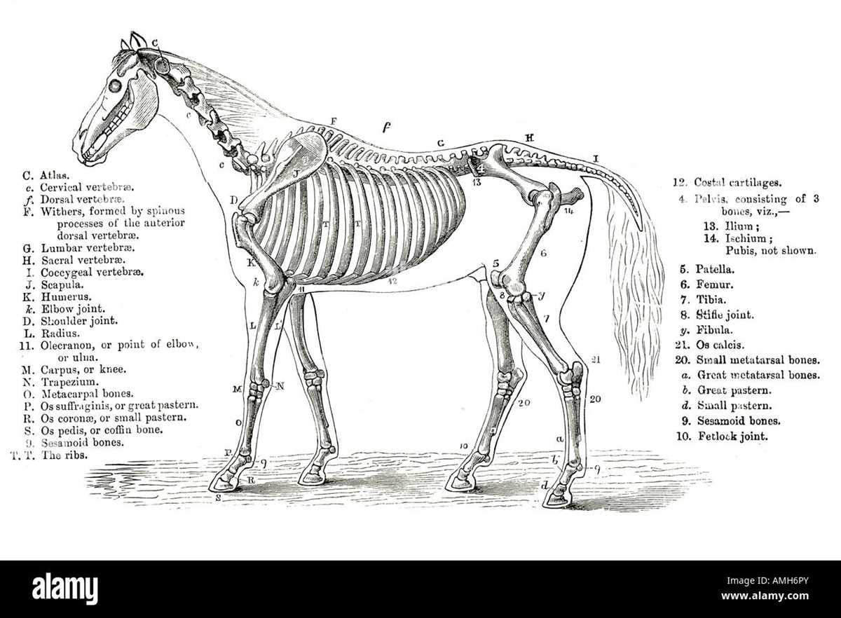 diagram of parts of a horse