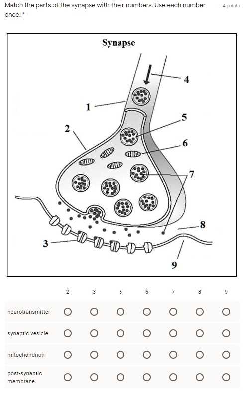 use the diagram to match the parts of the nerve.