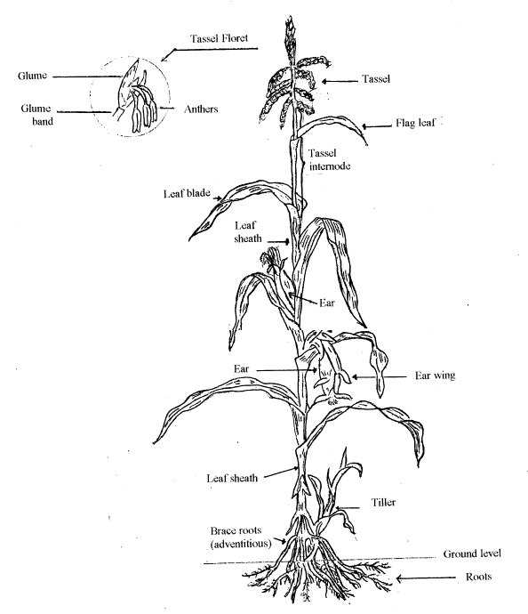 corn plant parts diagram